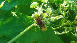 Image of <i>Vespa crabro flavofasciata</i>