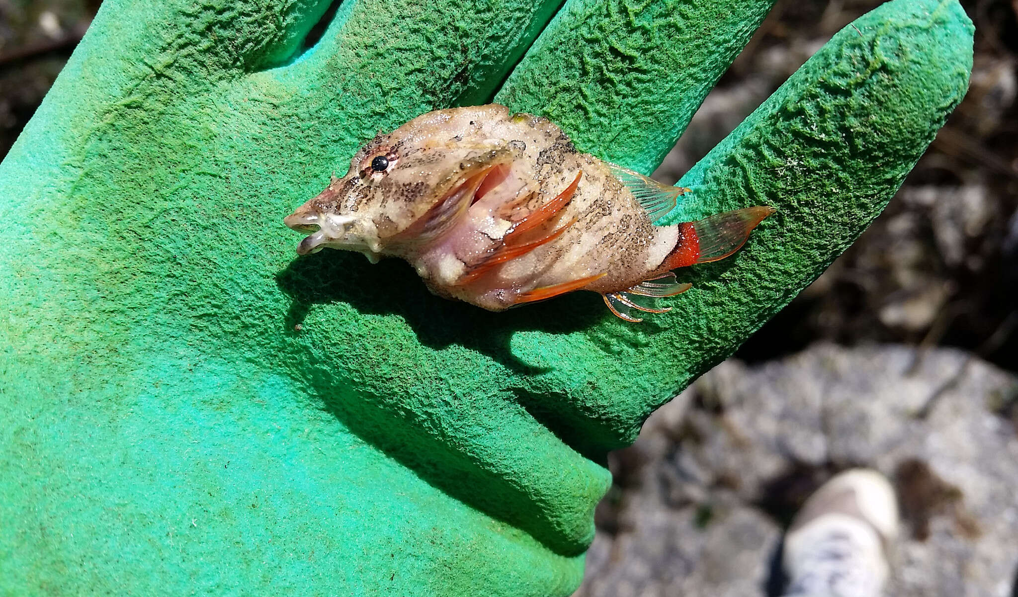 Image of grunt sculpins