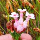 Image of Erica ampullacea var. ampullacea