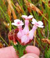 Image of Erica ampullacea var. ampullacea