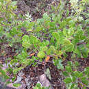 Image of Rhus chondroloma Standl.