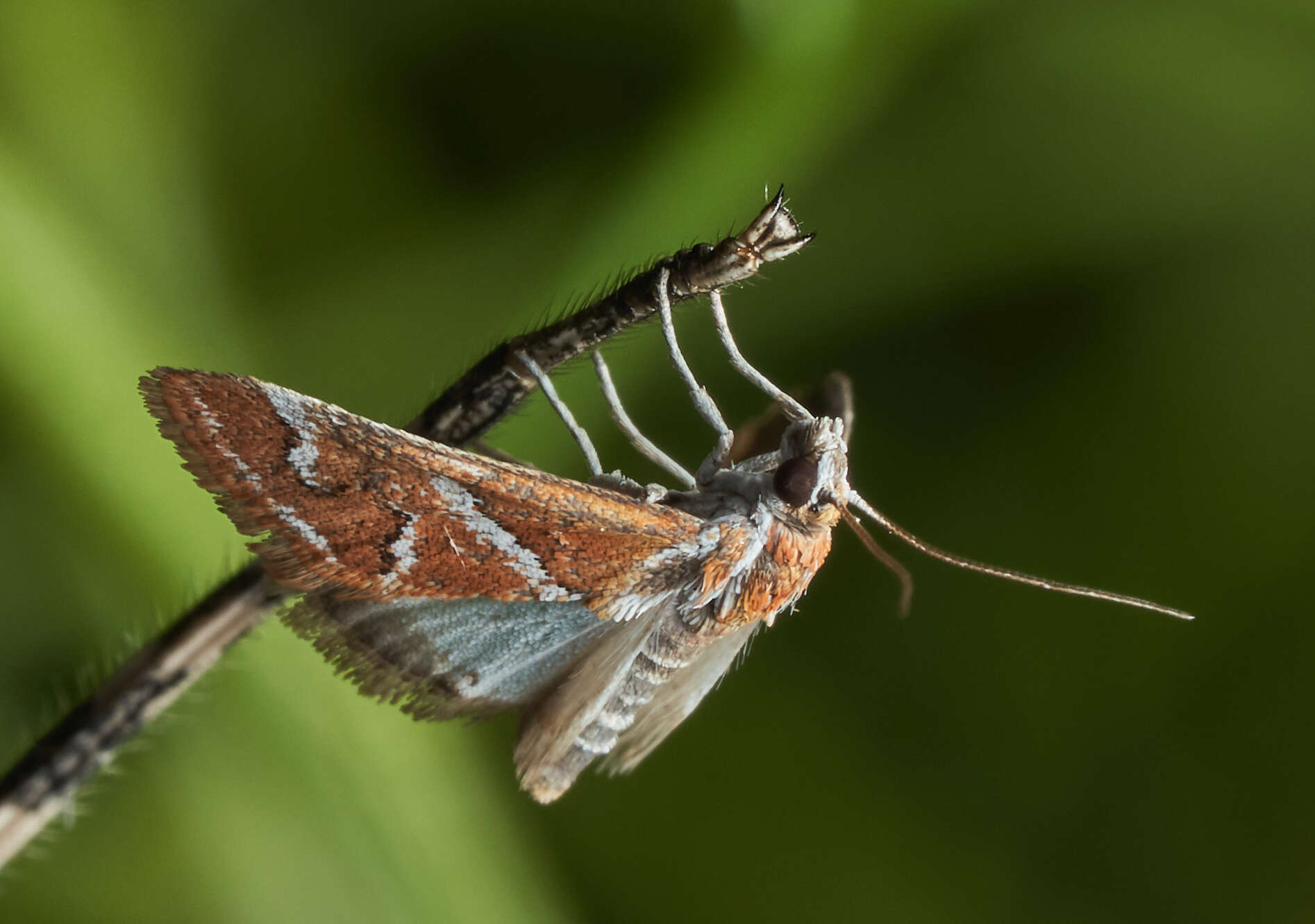 صورة Noctueliopsis virula Barnes & McDunnough 1918