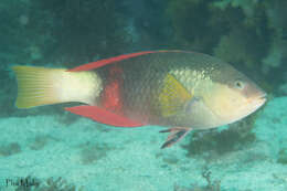 Image of Crimson banded wrasse