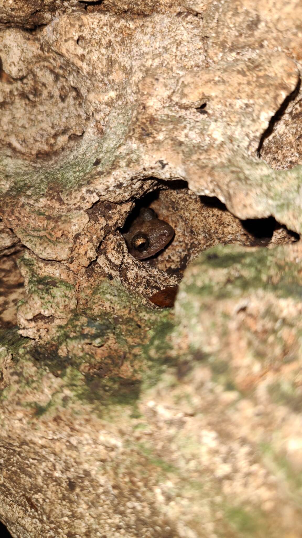 Image of Yucatan Rainfrog