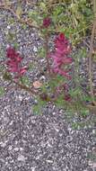 Image of Common Fumitory