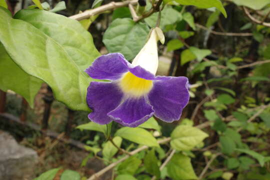 Image de Thunbergia erecta (Benth.) T. Anders.