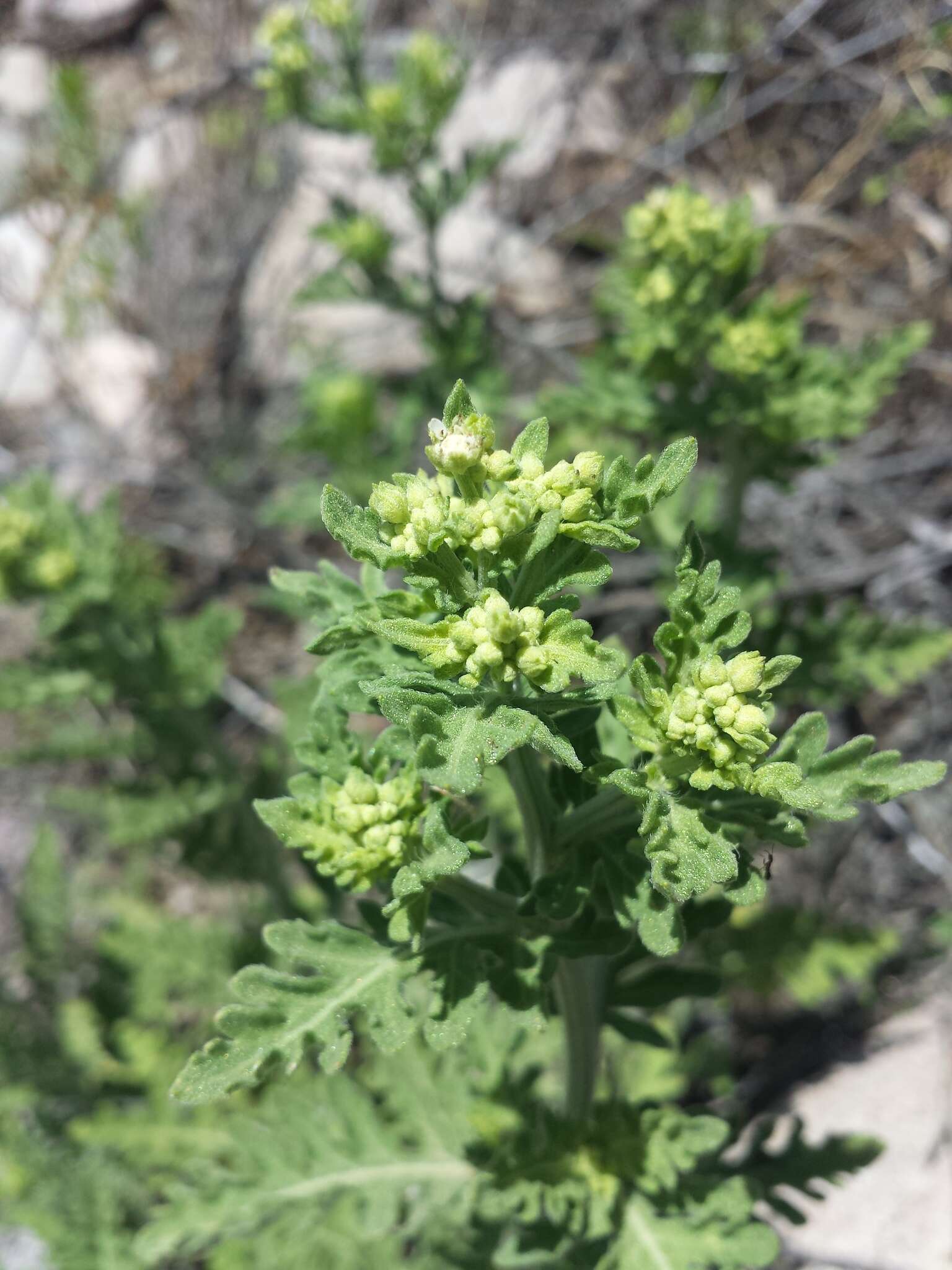 Image of Gray's feverfew