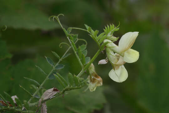 Image of Vicia sericocarpa Fenzl