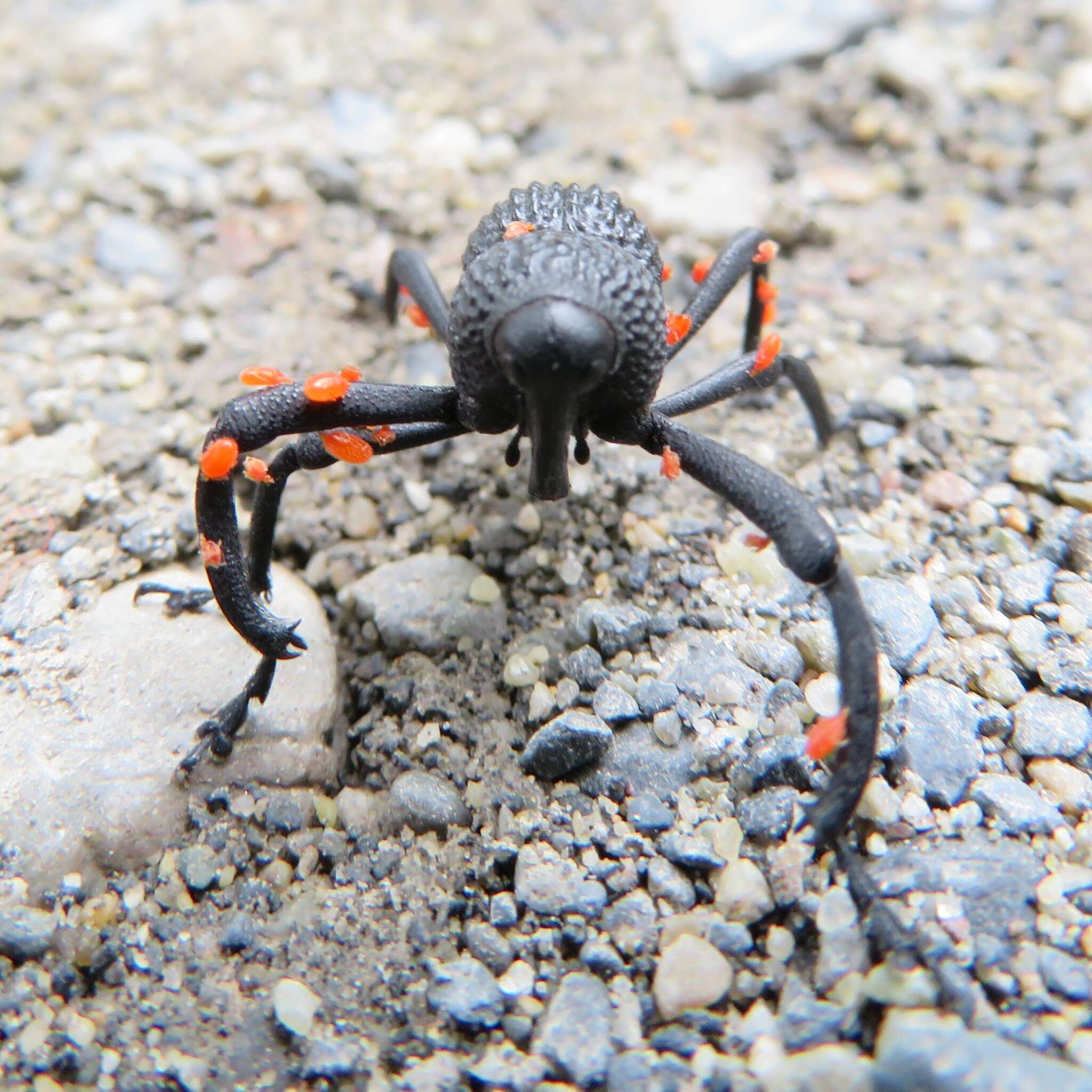 Image of Black tree weevil