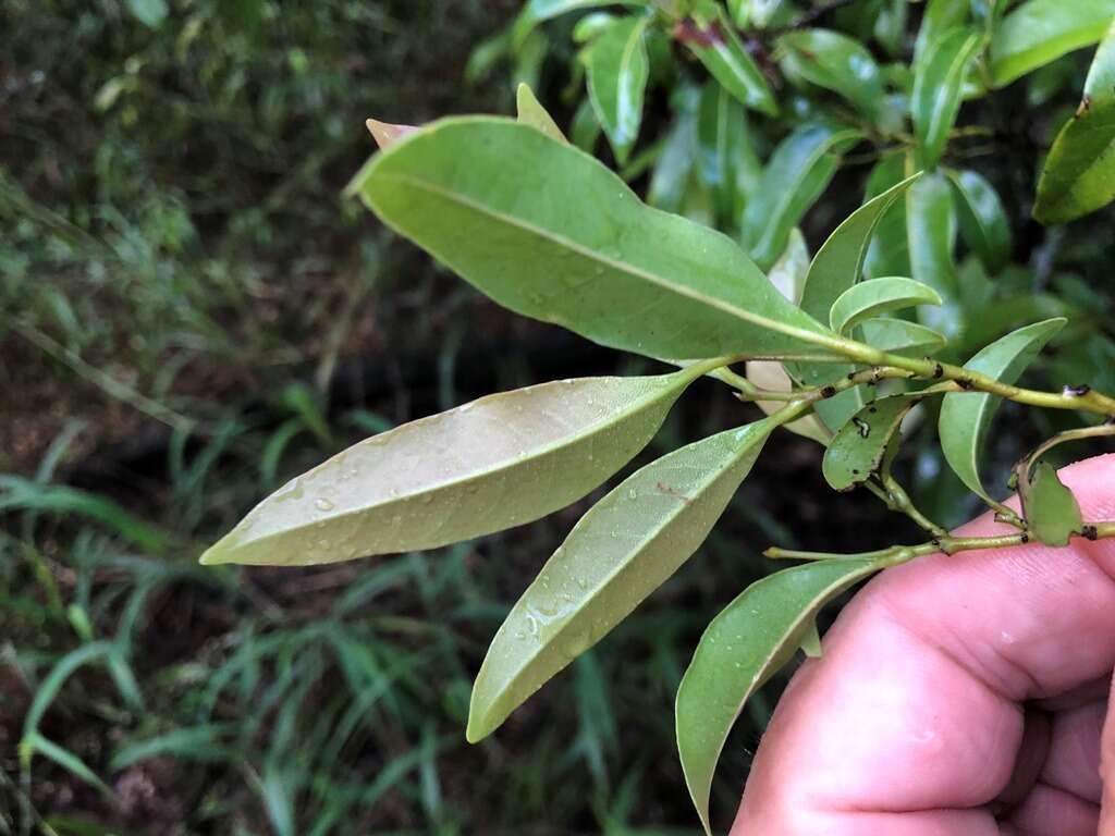 Image de Cryptocarya sclerophylla B. P. M. Hyland