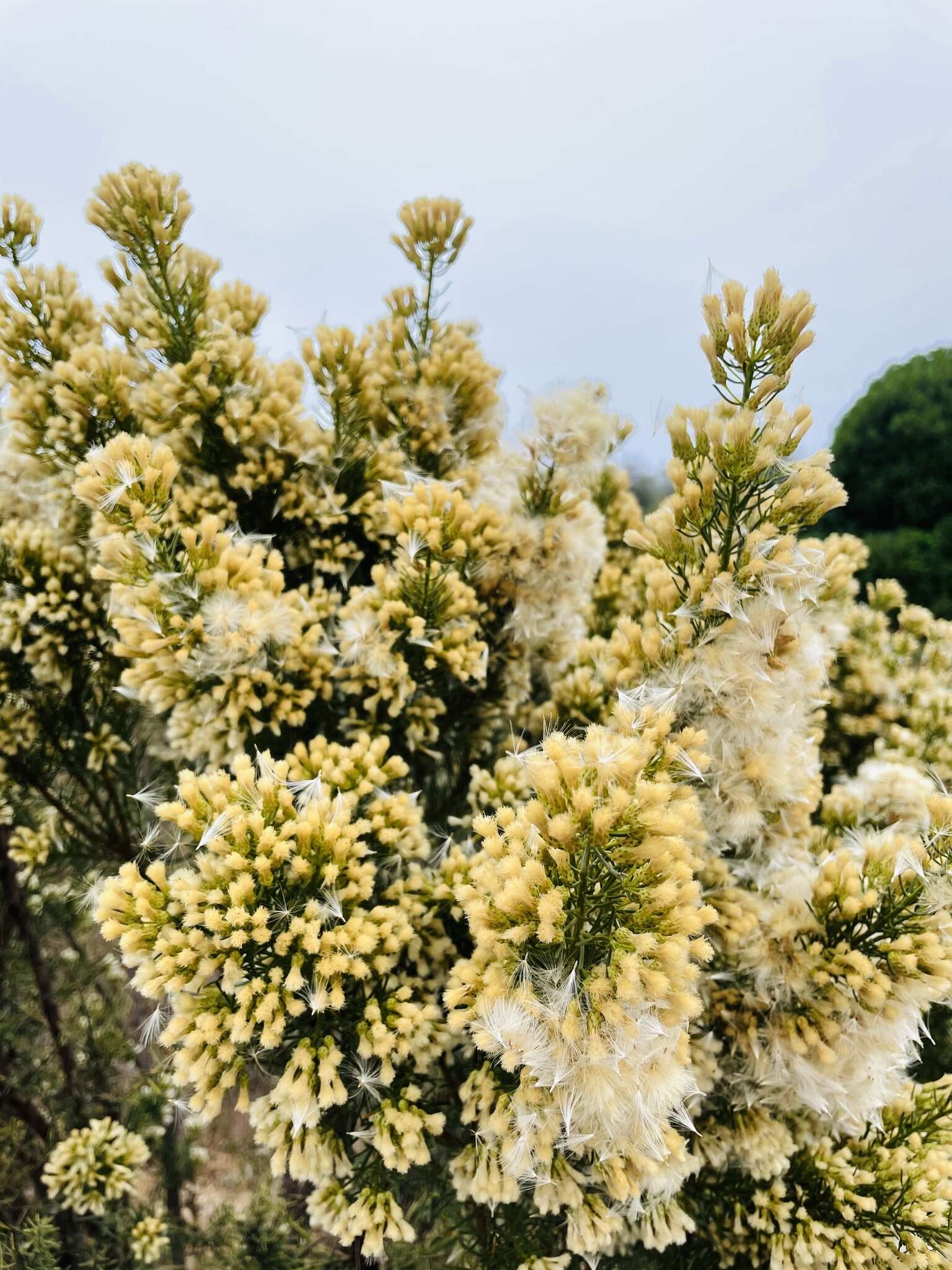 Image of Baccharis linearis (Ruiz & Pavón) Pers.