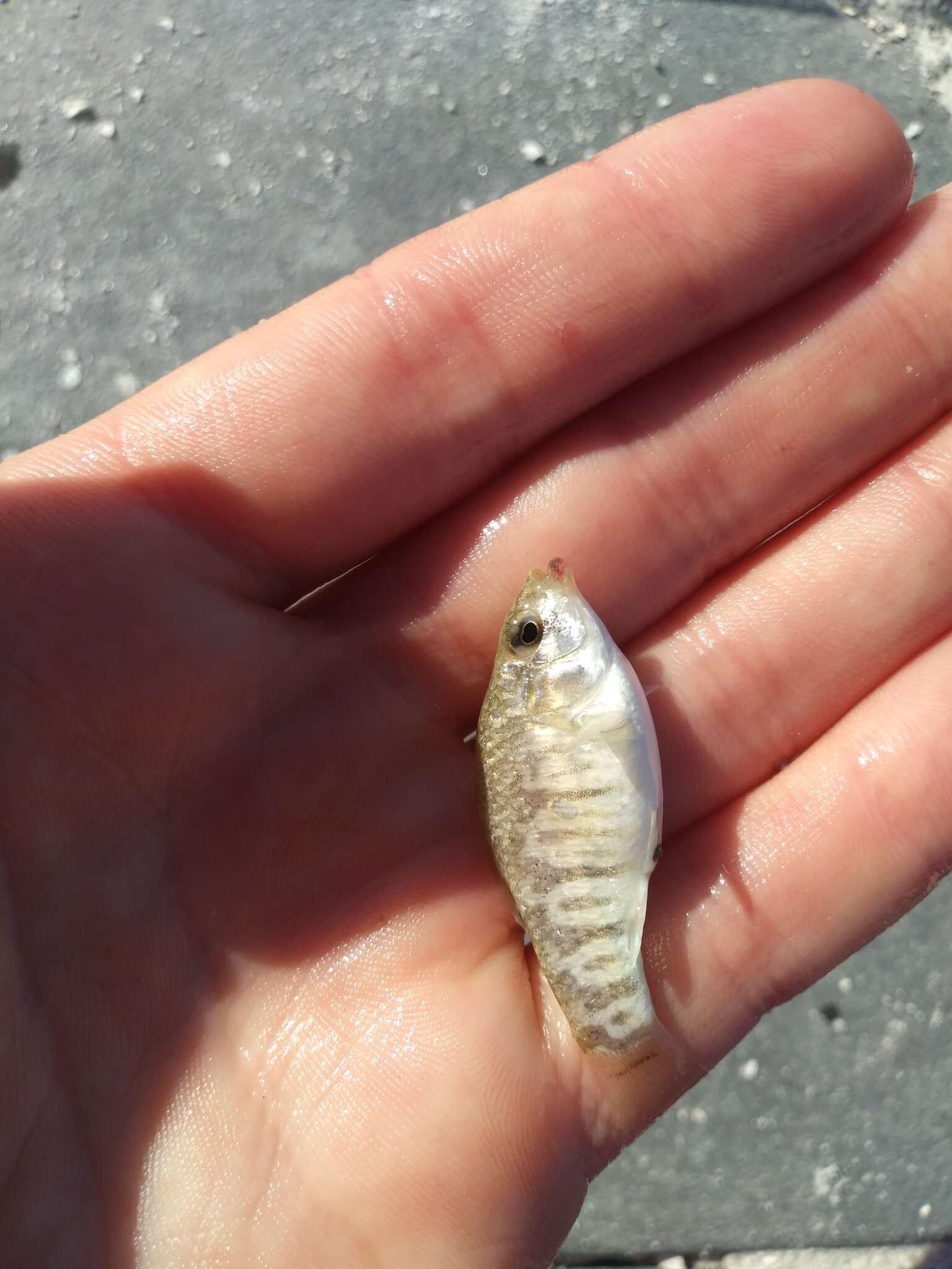 Image of Goldspotted killifish