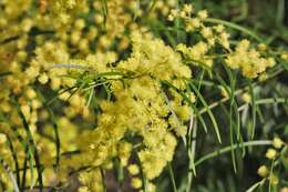 Imagem de Acacia fimbriata A. Cunn. ex G. Don