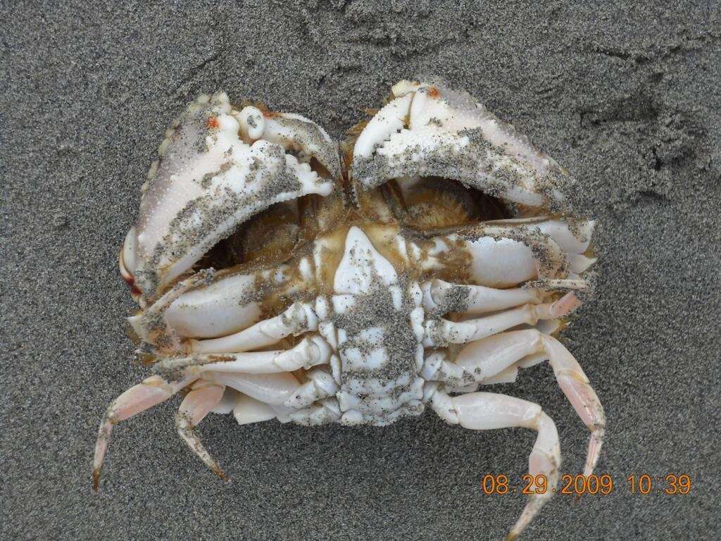 Image of ocellate box crab