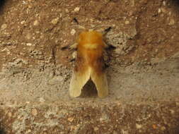 Image of Southern Flannel Moth