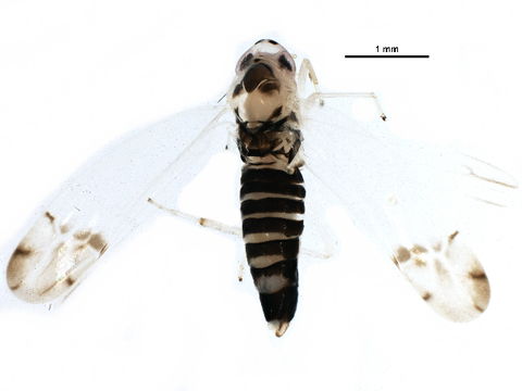 Image of Leafhopper