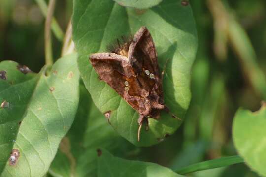 Image of Cutworm