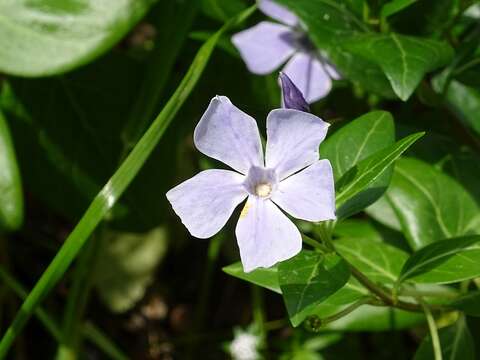 Image of Vinca difformis subsp. difformis