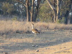 Image of Australian Bustard