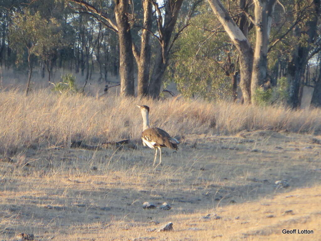 Image of Australian Bustard