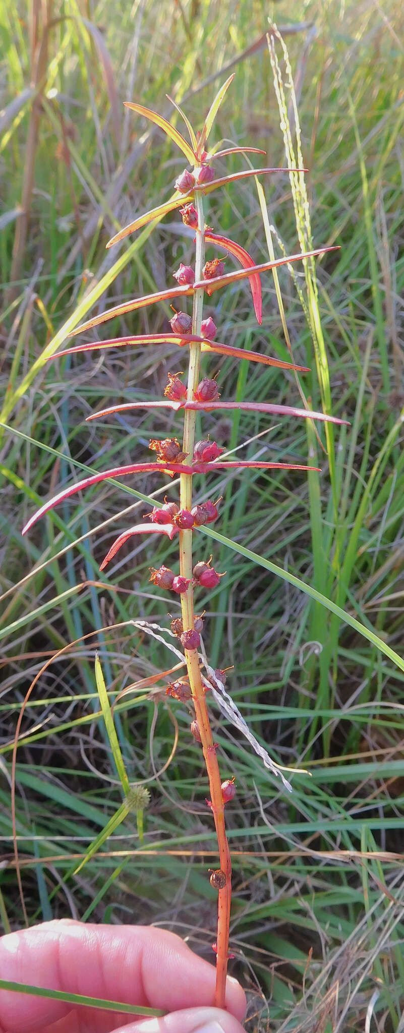 صورة Ammannia coccinea Rottb.