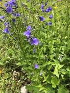 Image of Campanula rhomboidalis L.