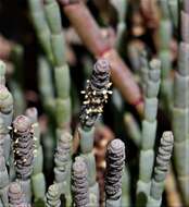 Sivun Salicornia decumbens (Toelken) Piirainen & G. Kadereit kuva