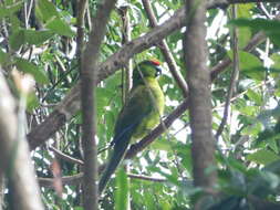 Image of Norfolk Parakeet