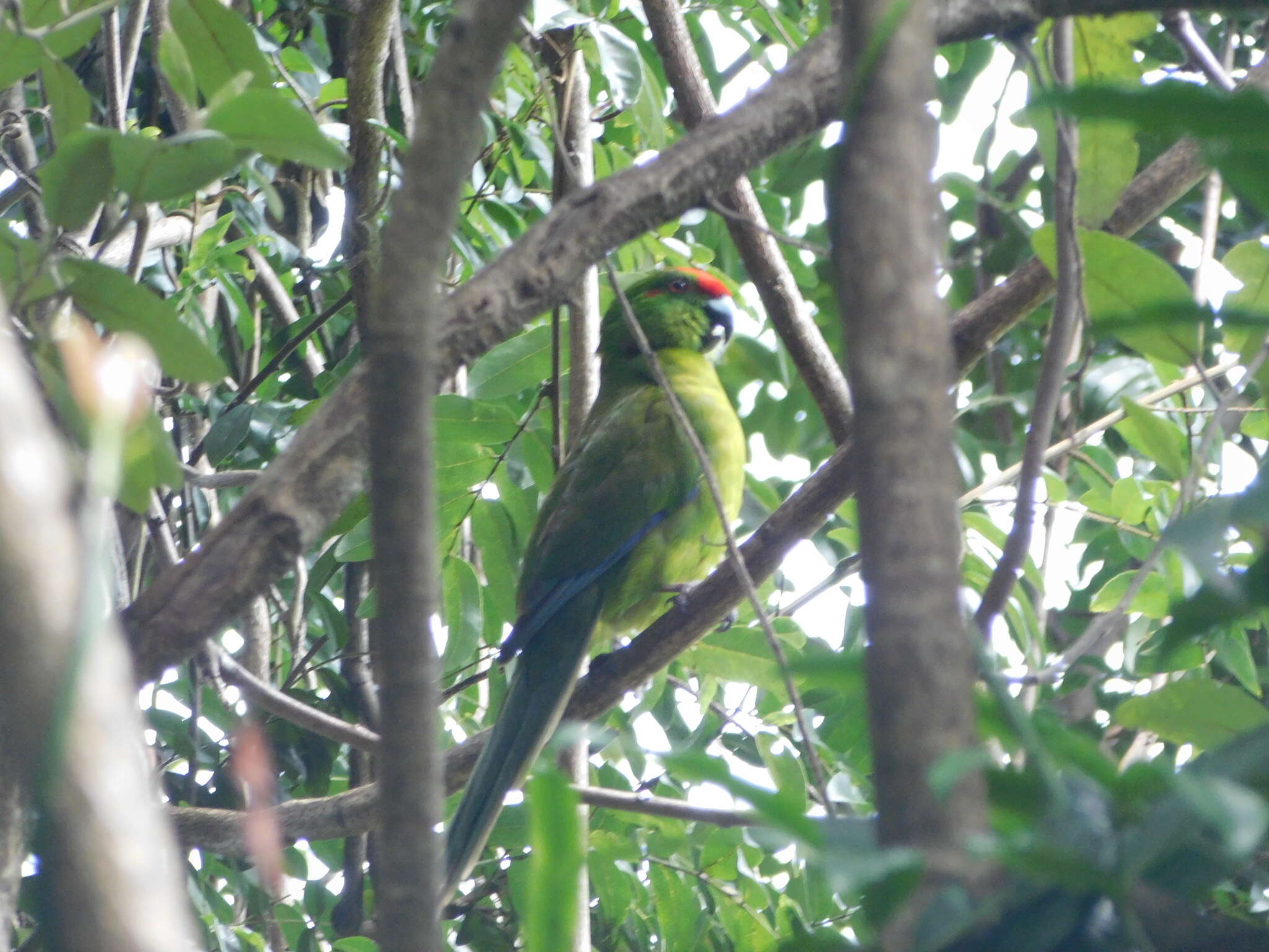 Image of Norfolk Parakeet