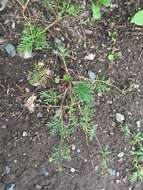 Image of staghorn cinquefoil