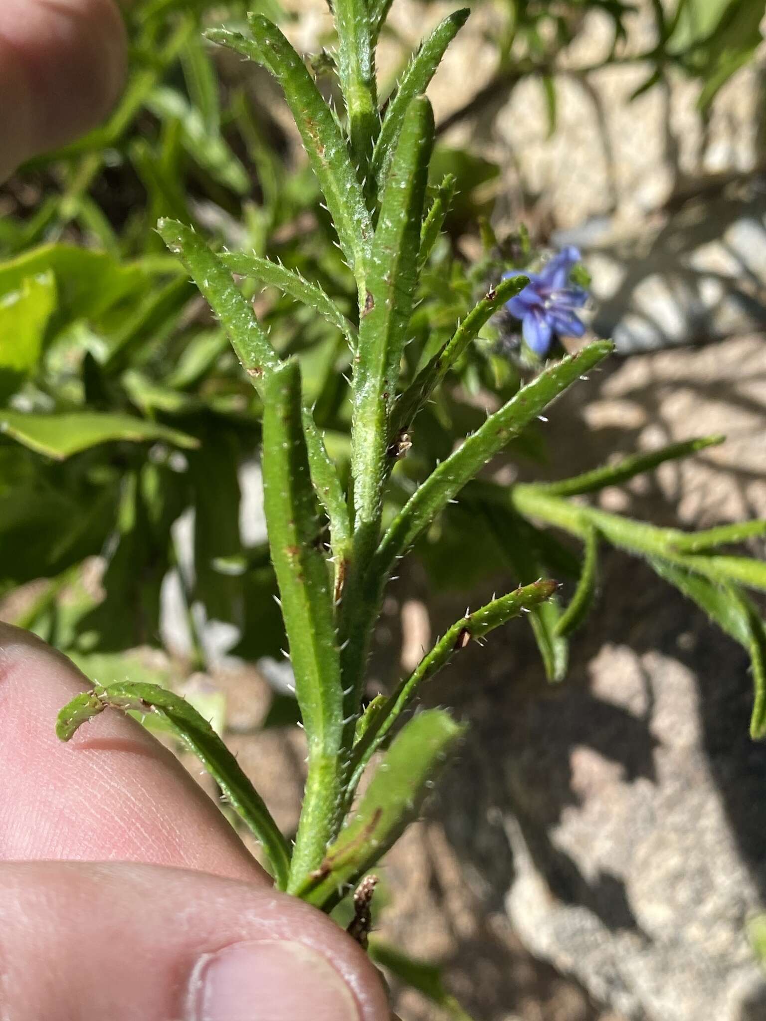 Plancia ëd Lobostemon paniculatus (Thunb.) Buek