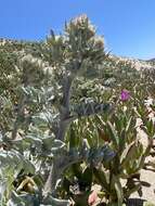 Cirsium rhothophilum Blake的圖片