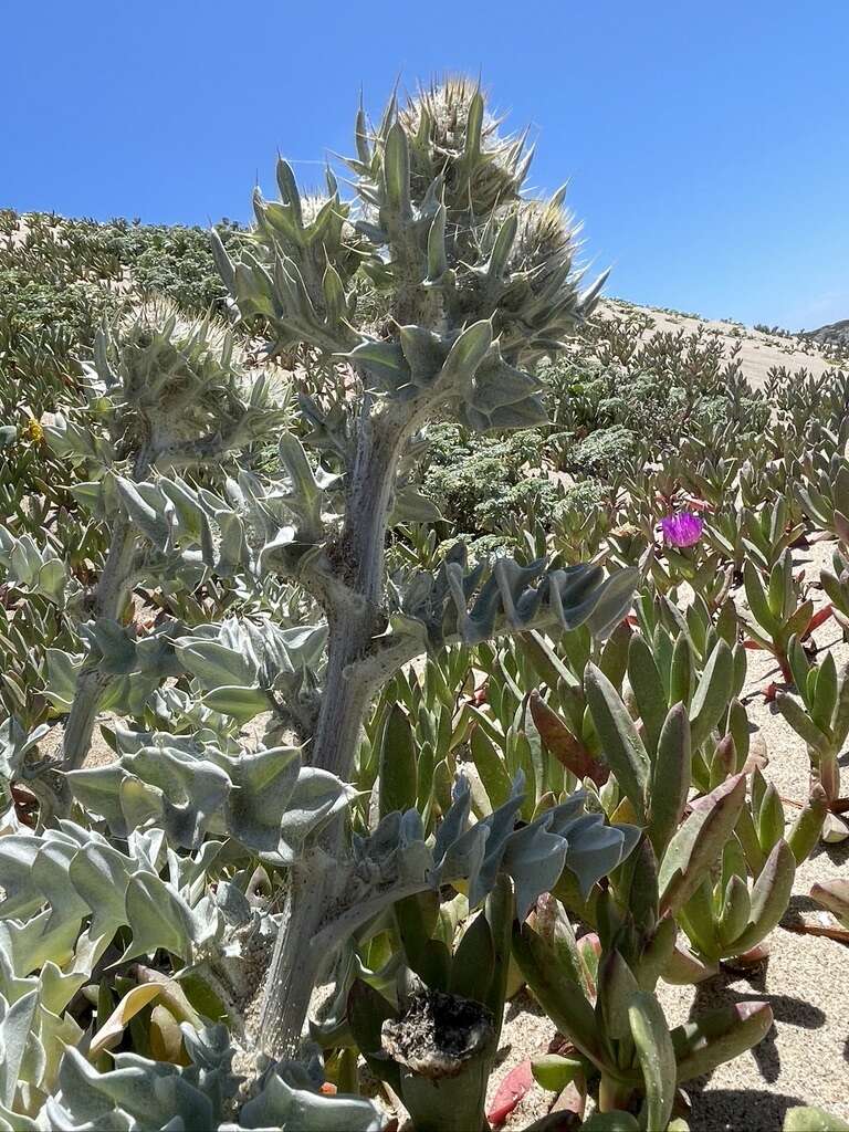 Cirsium rhothophilum Blake的圖片