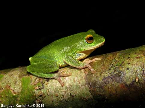 Image of Pseudophilautus ocularis (Manamendra-Arachchi & Pethiyagoda 2005)