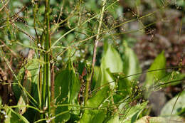 Image of Common Water-plantain