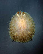Image of Black and White Dorid