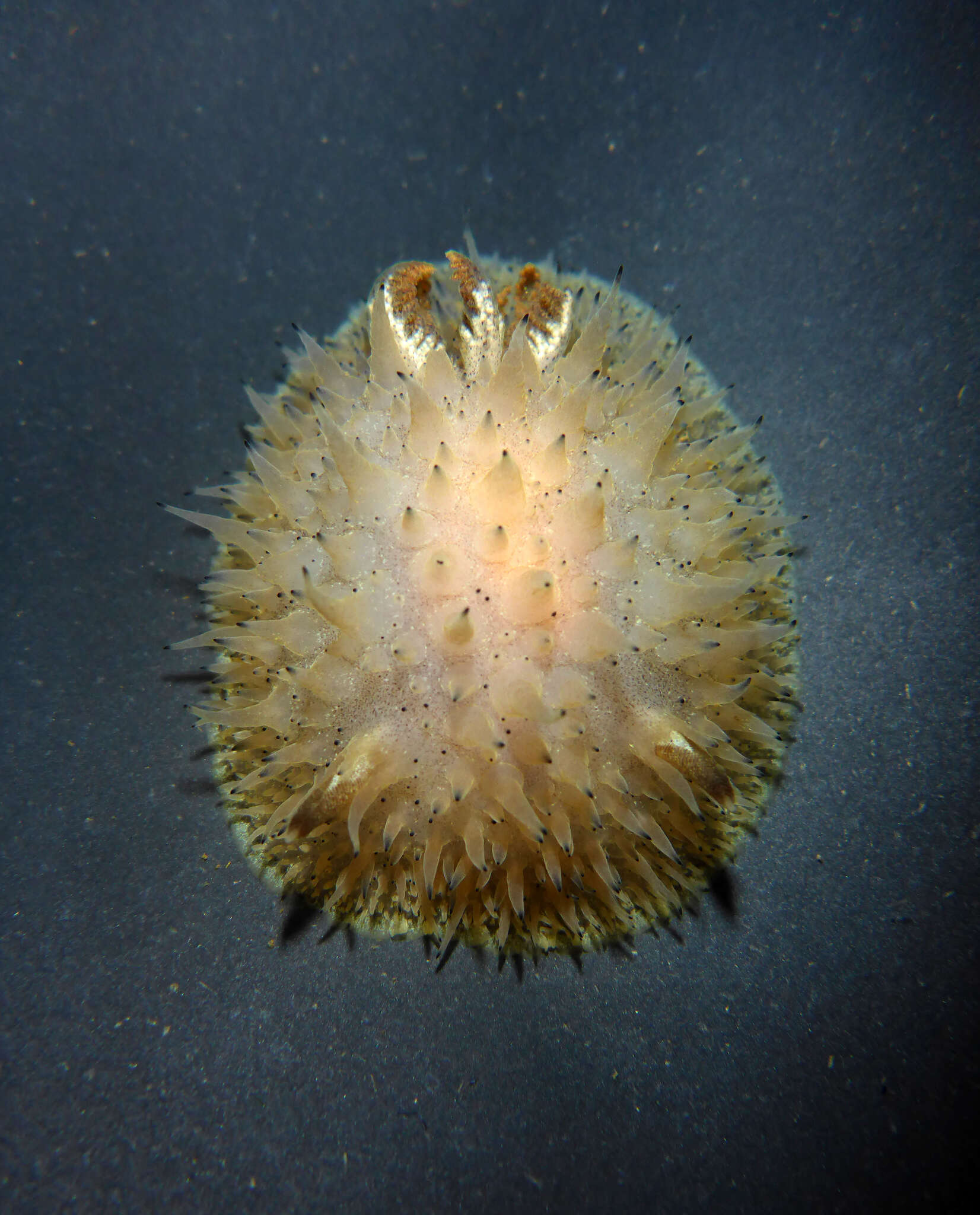 Image of Black and White Dorid