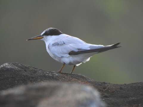 Image of Saunders's tern