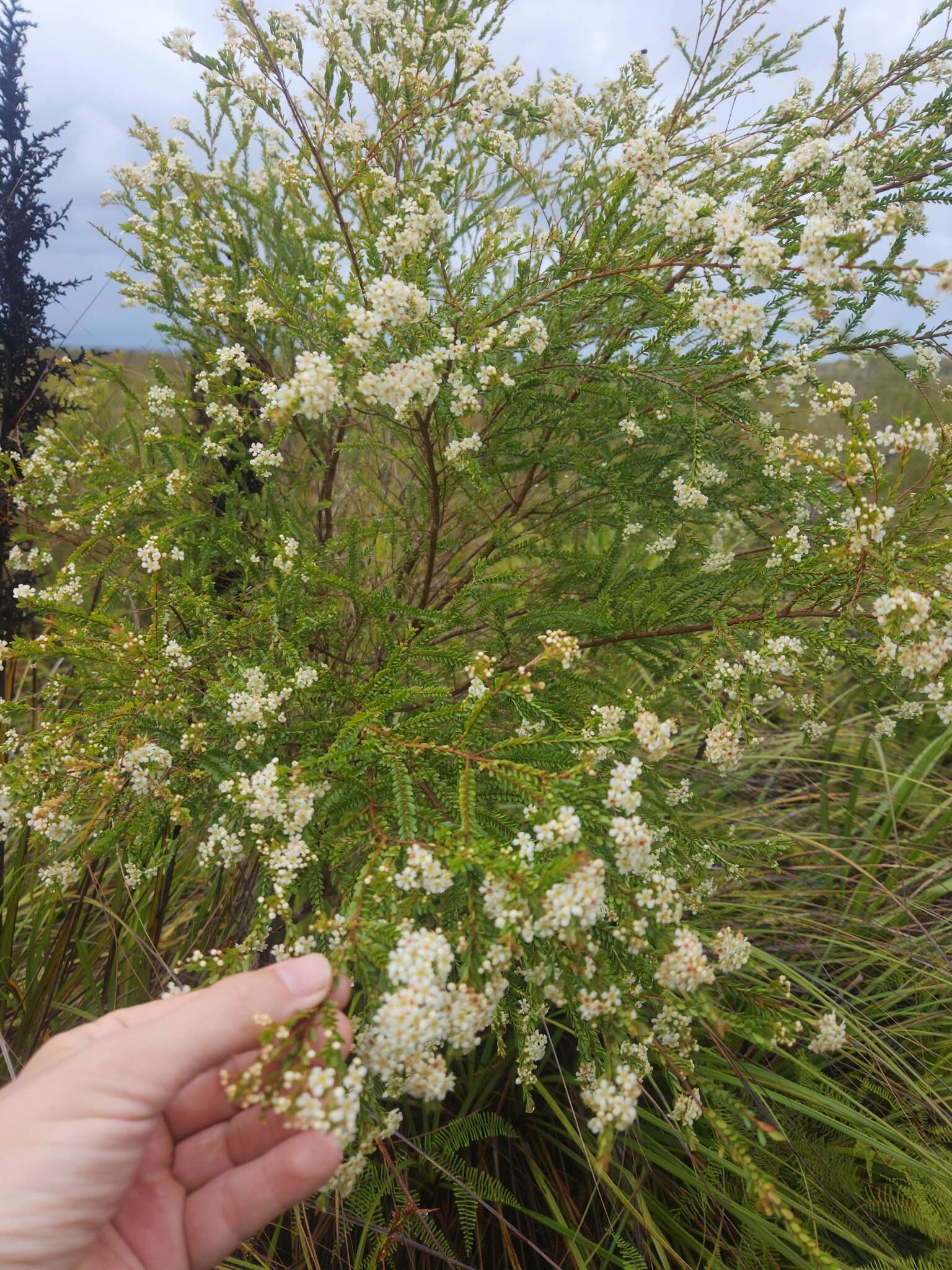 Image of Sannantha bidwillii (A. R. Bean) Peter G. Wilson