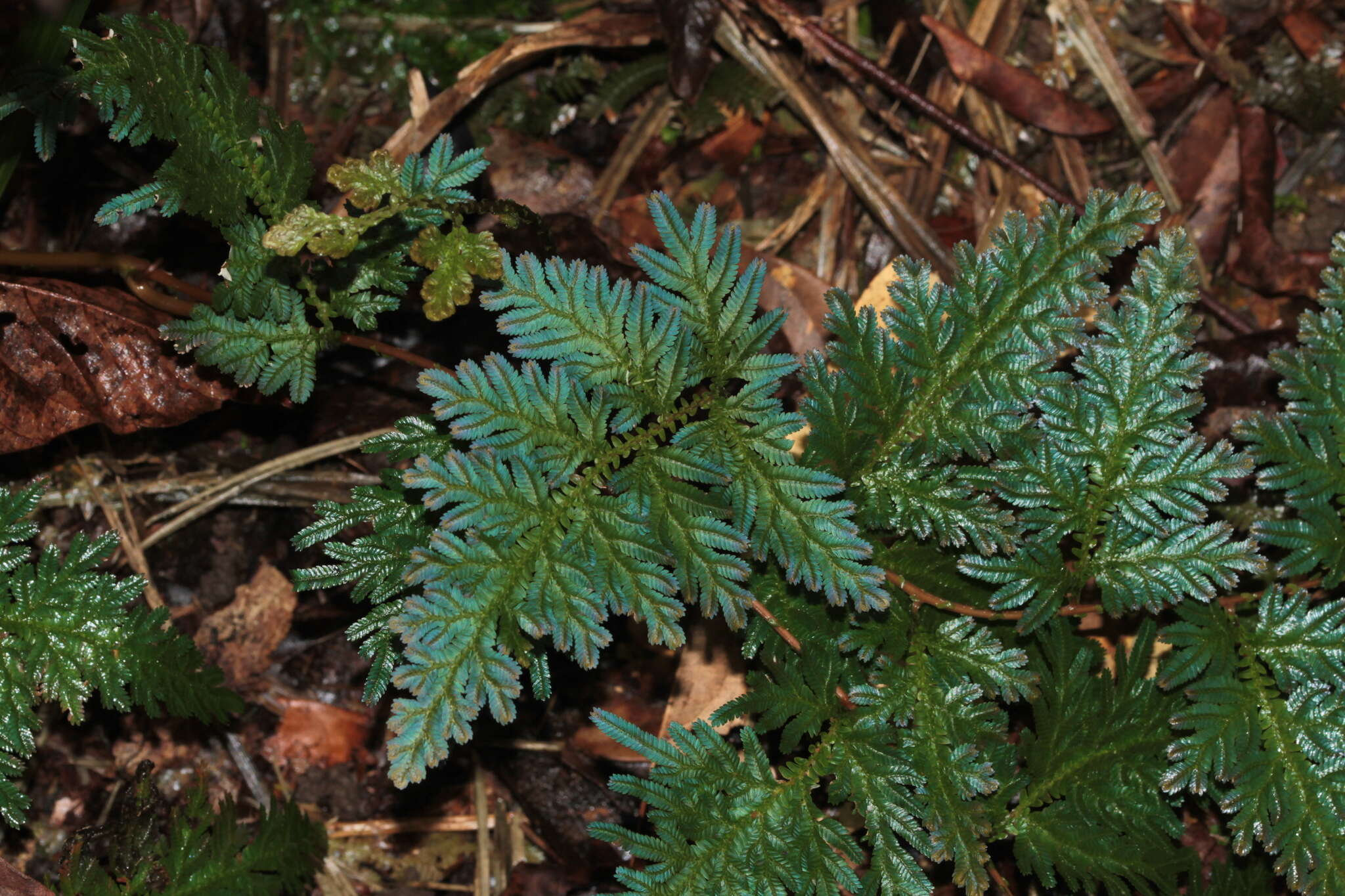 Image of Willdenow's spikemoss