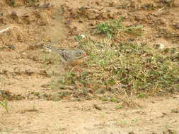 Image of Grey-necked Bunting