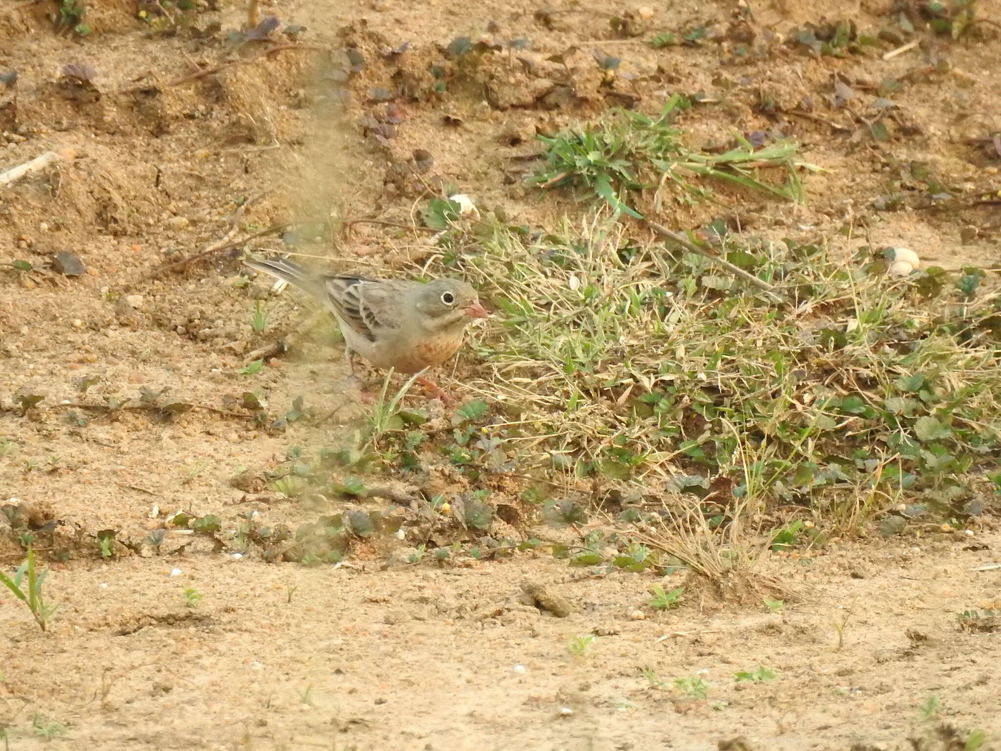 Слика од Emberiza buchanani Blyth 1845