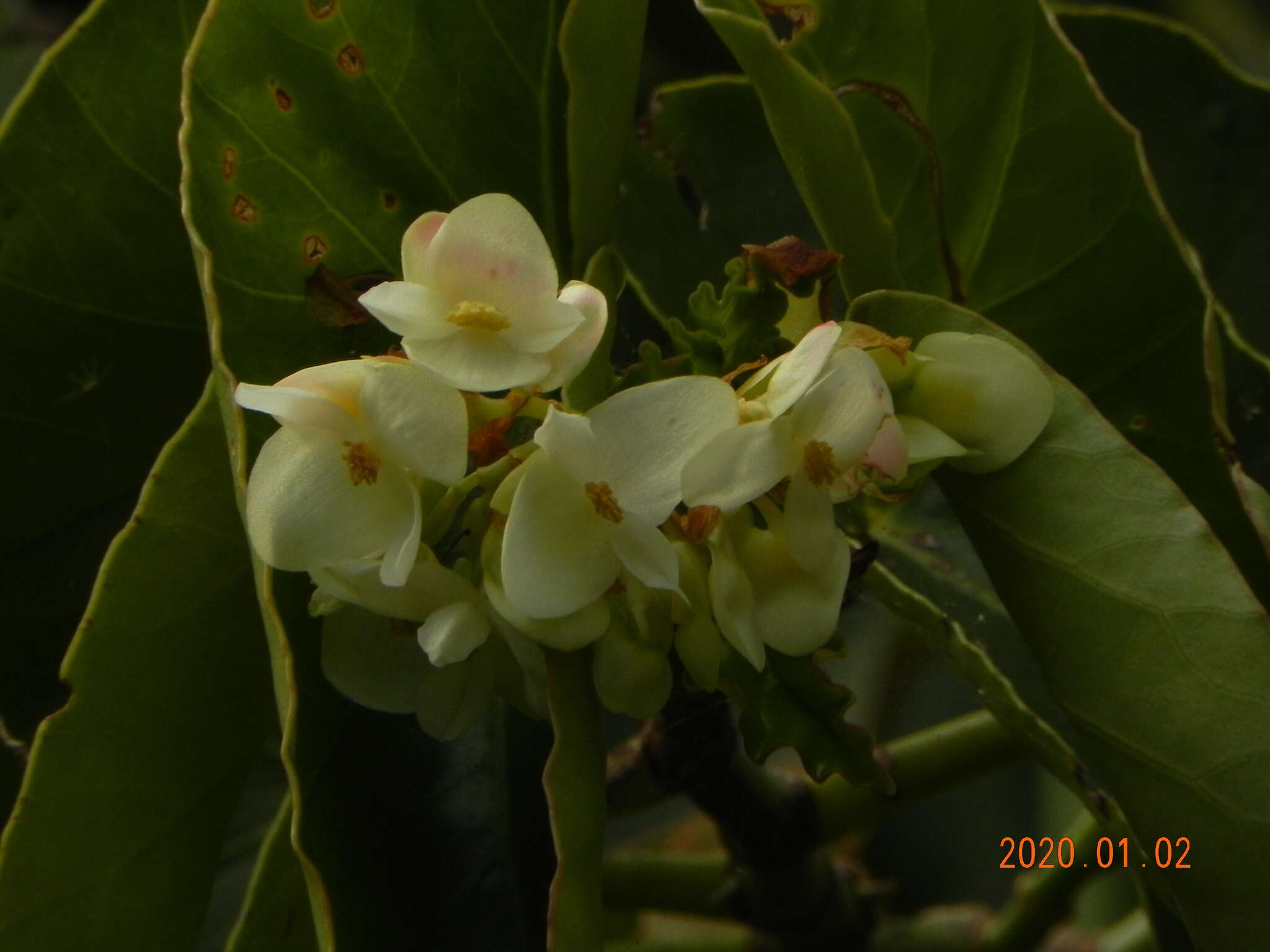 Imagem de Begonia maculata Raddi