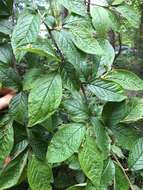 Image of hollyberry cotoneaster