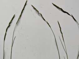 Image of hard fescue