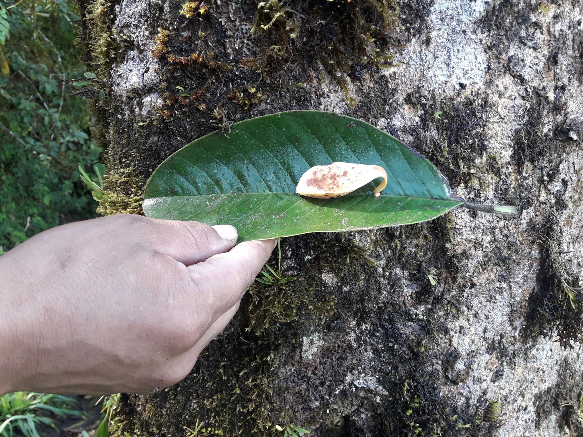 Sivun Magnolia mindoensis kuva