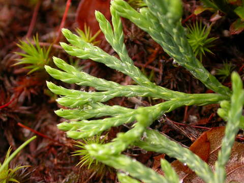 Image of Diphasiastrum oellgaardii Stoor, Boudrie, Jerome, K. Horn & Bennert