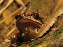 Image of Megophrys gigantica Liu, Hu & Yang 1960