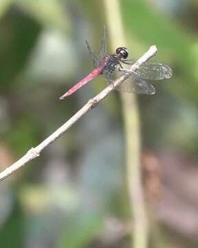 Image of Lyriothemis cleis Brauer 1868