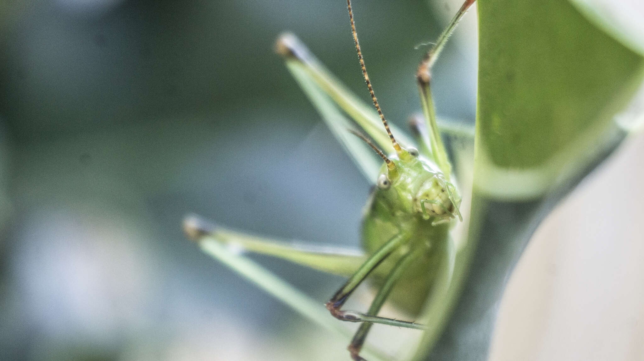 Image of Andreiniimon nuptialis (Karny 1918)